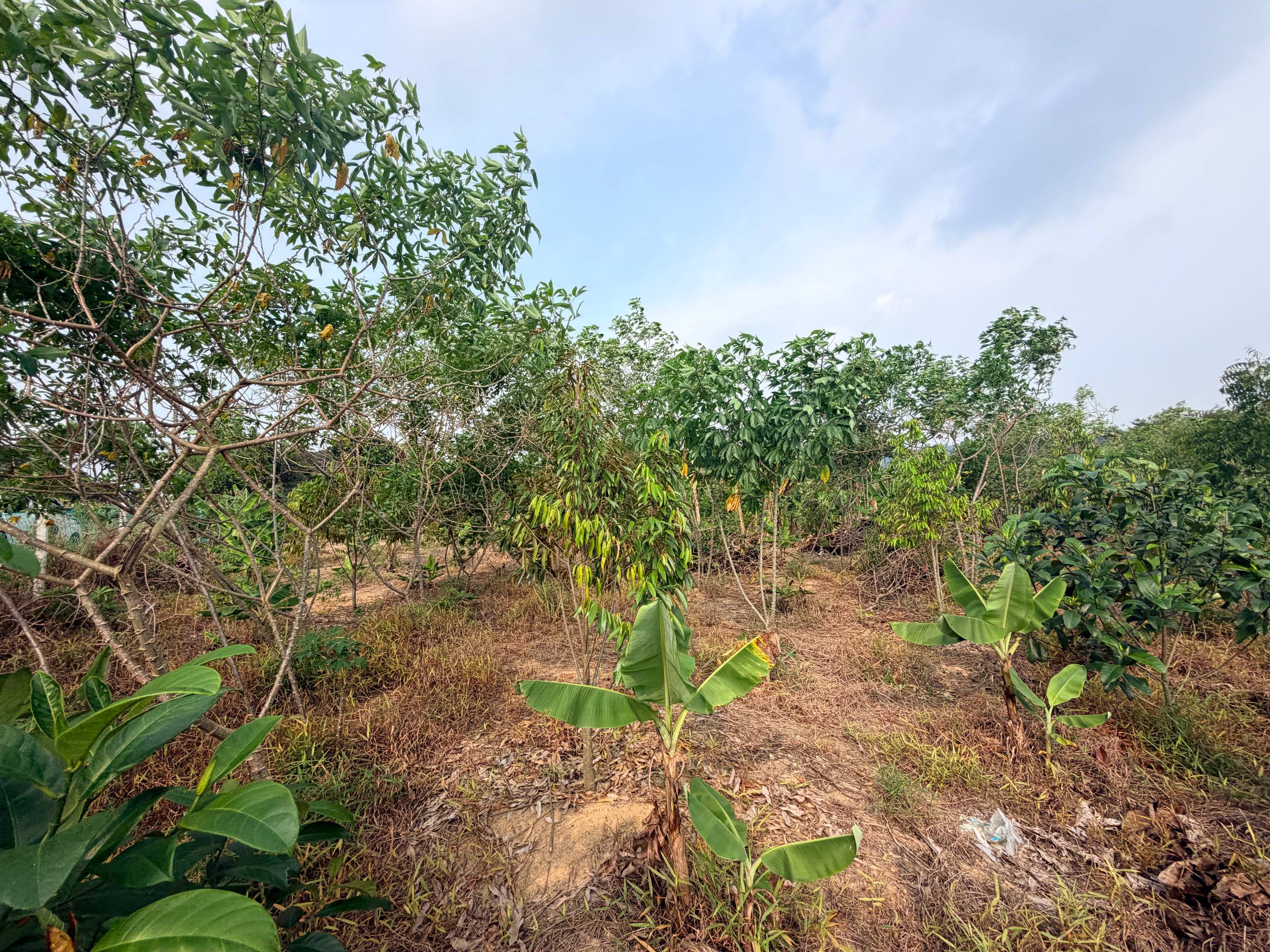 Tanah 0.3497 Ekar, Jasin - gambar 3