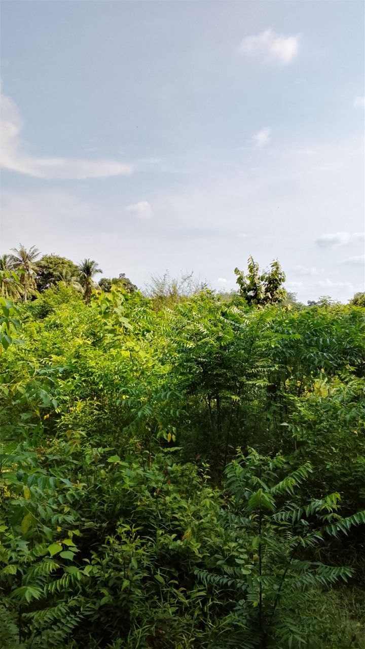 Tanah 2.3 Ekar, Jasin - gambar 4