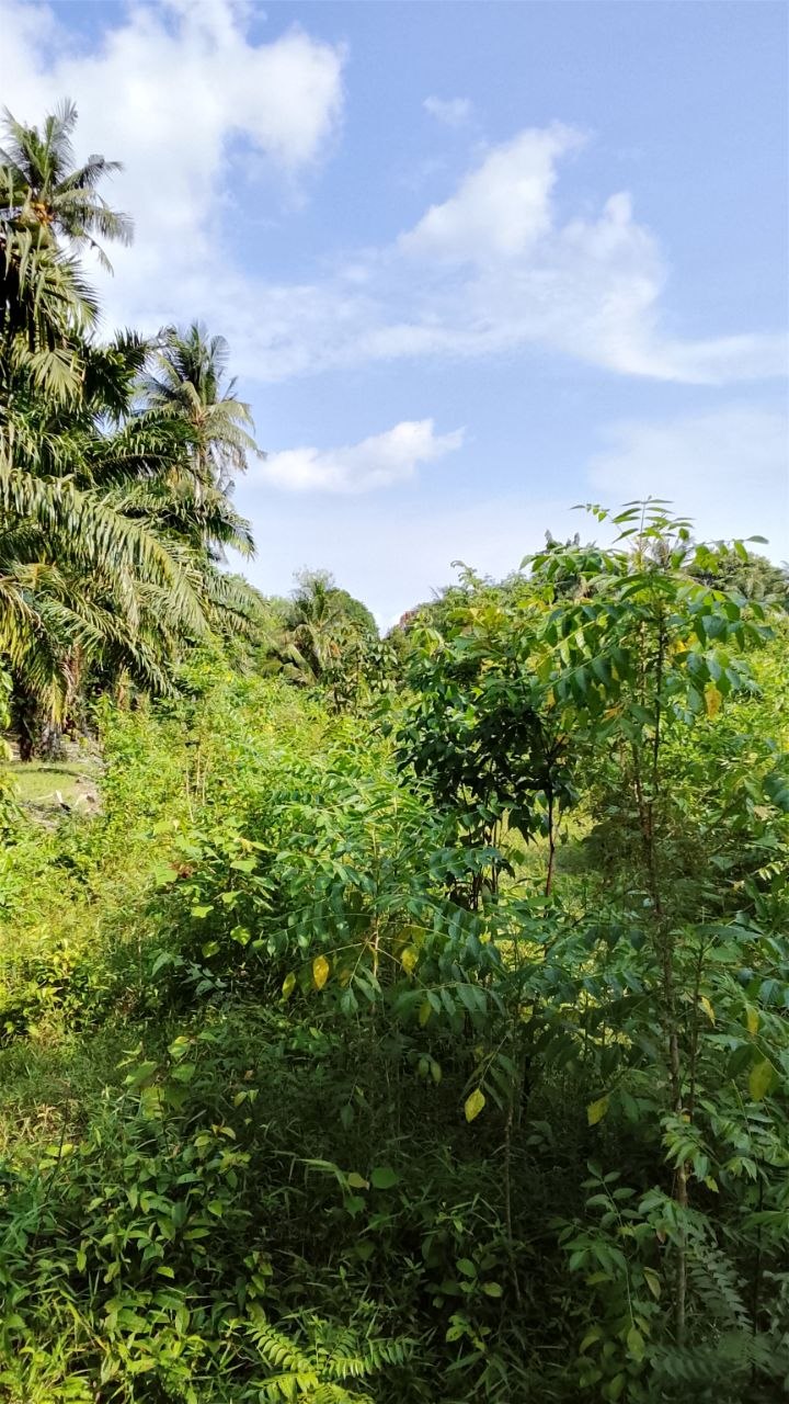 Tanah 2.3 Ekar, Jasin - gambar 5