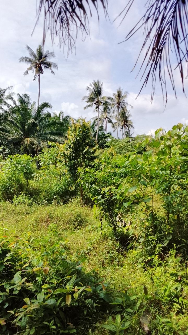 Tanah 2.3 Ekar, Jasin - gambar 6