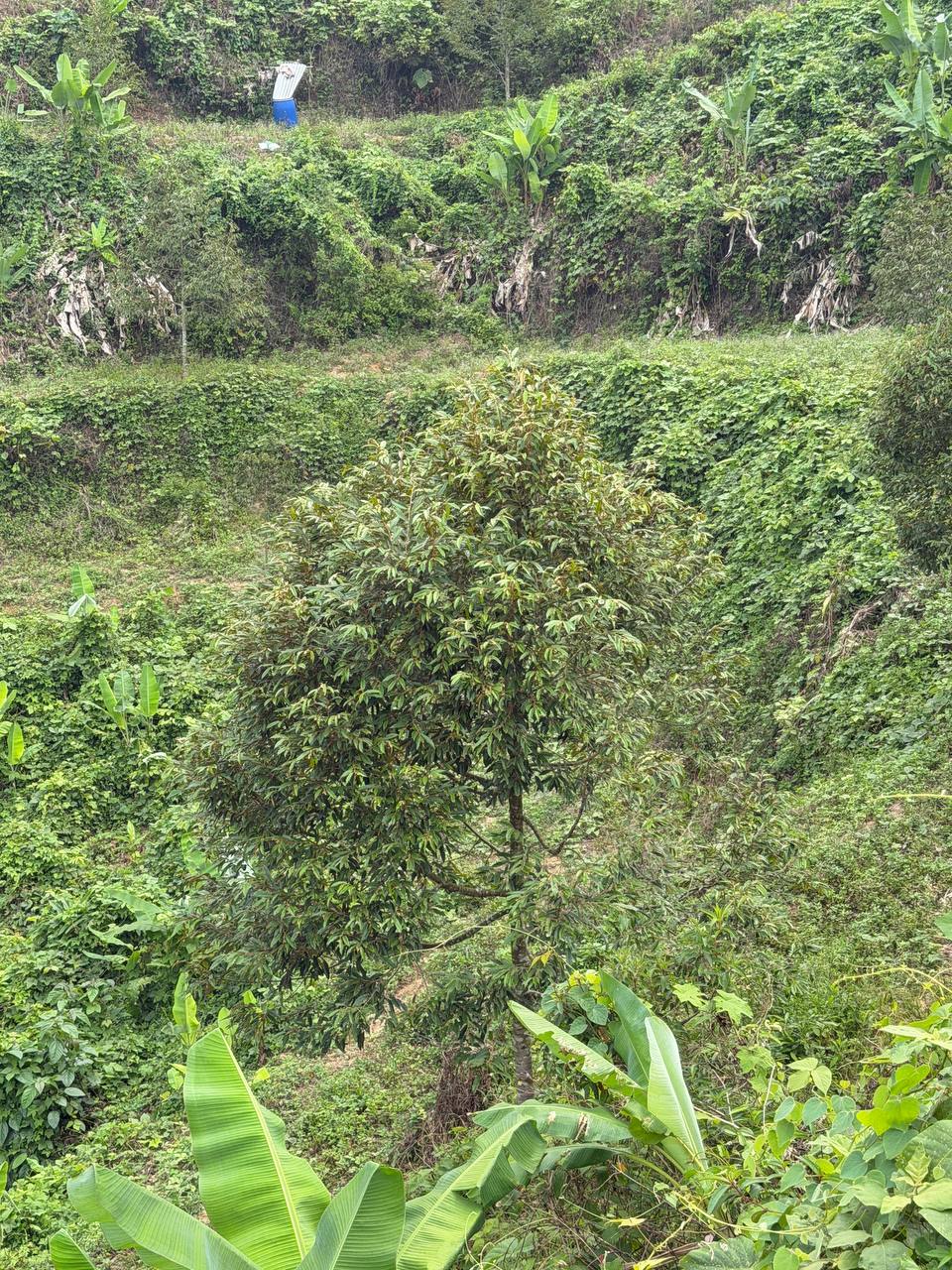 Tanah 5.5 Ekar, Jelebu - gambar 6