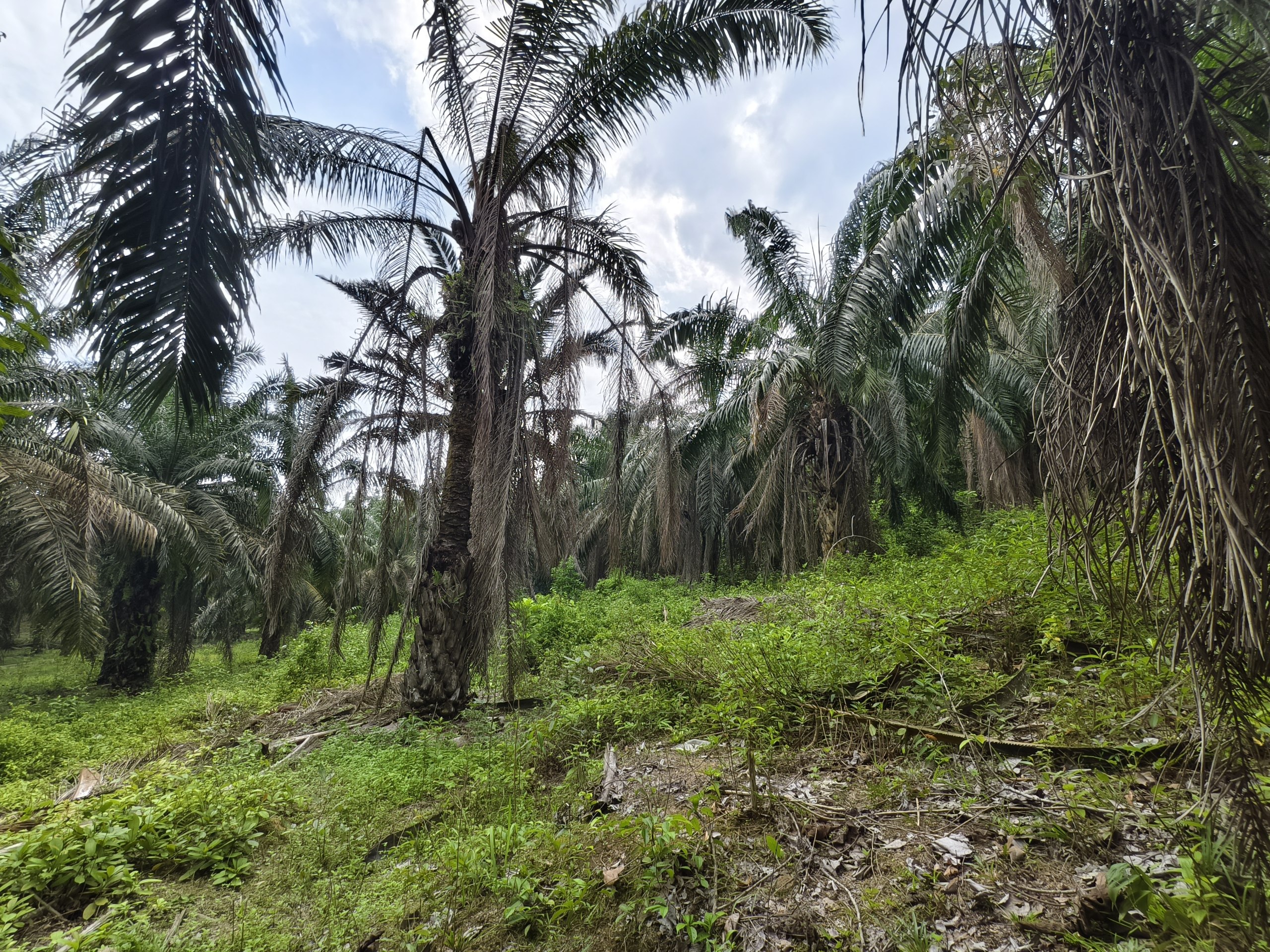 Tanah 2.06 Ekar, Kuala Pilah - gambar 1