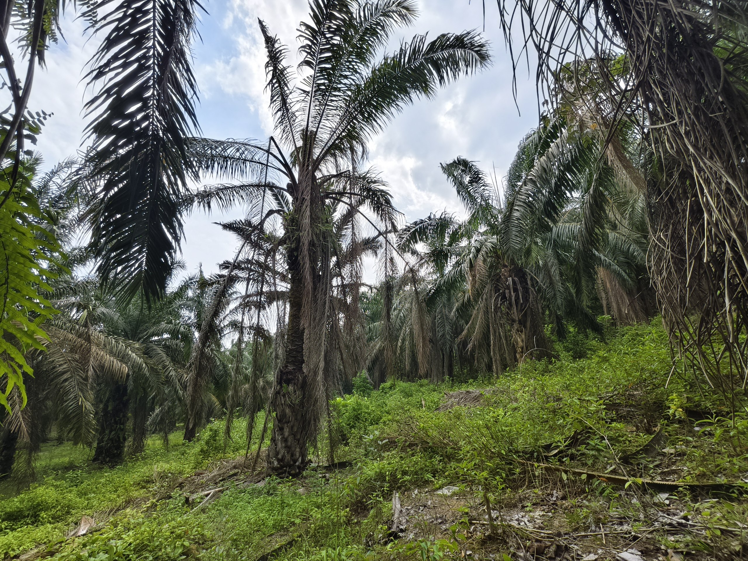 Tanah 2.06 Ekar, Kuala Pilah - gambar 2