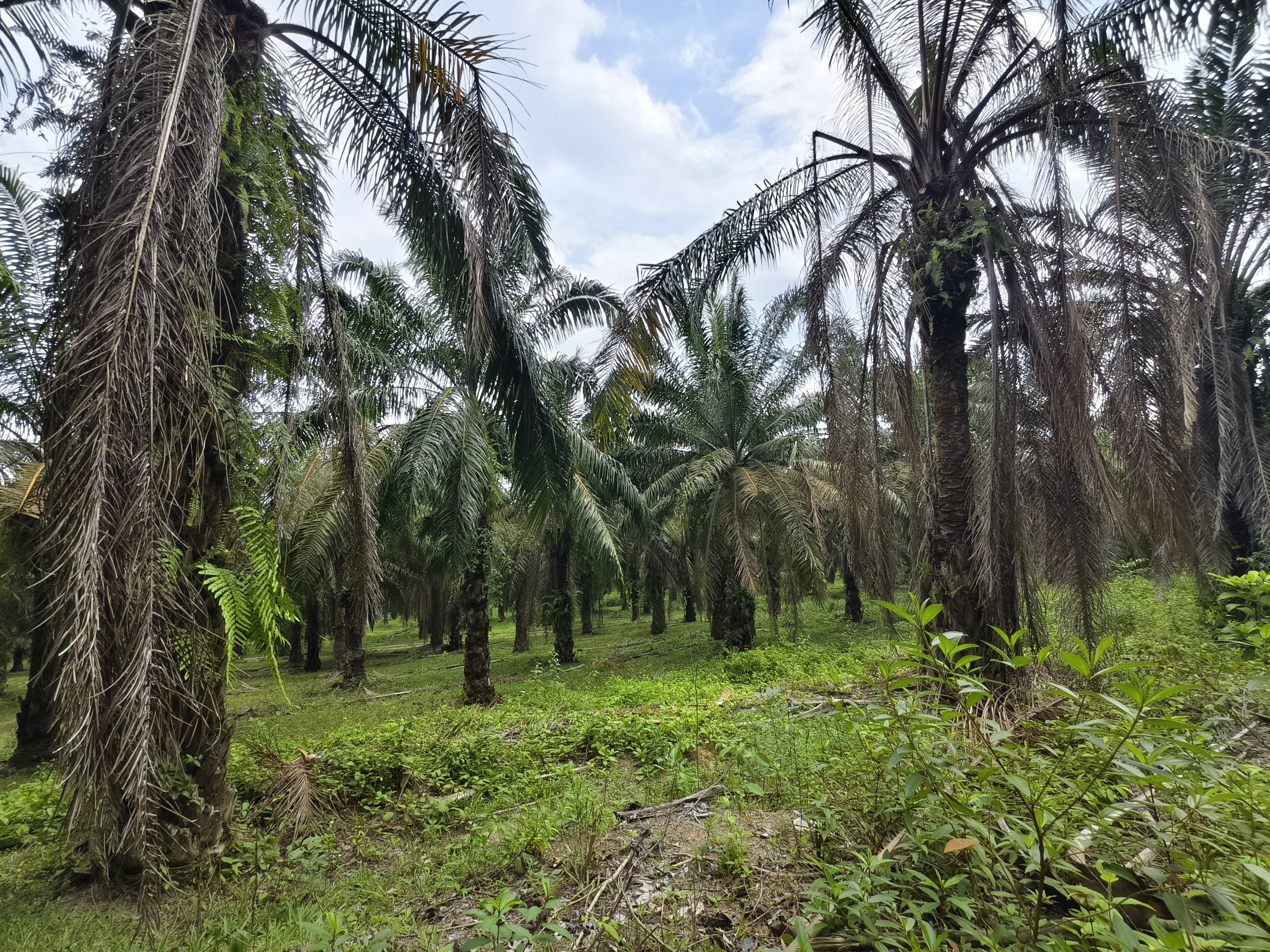 Tanah 2.06 Ekar, Kuala Pilah - gambar 3