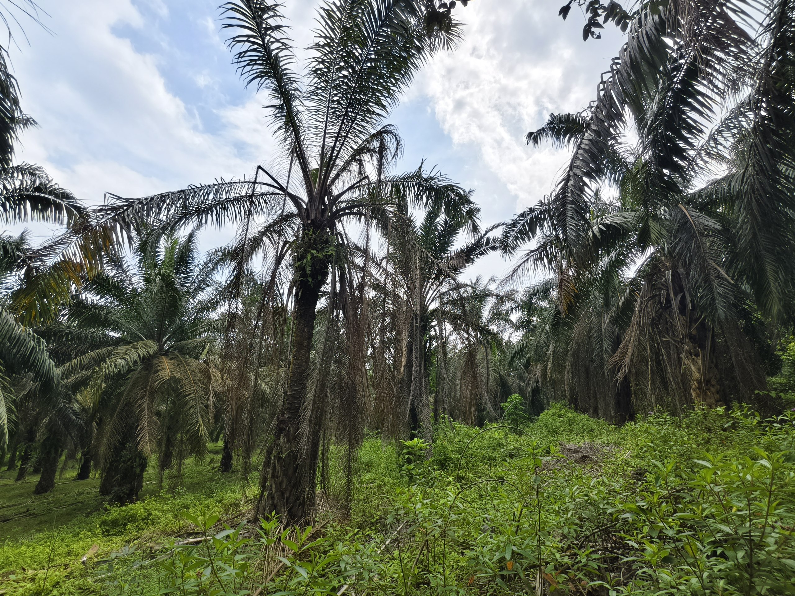 Tanah 2.06 Ekar, Kuala Pilah - gambar 4
