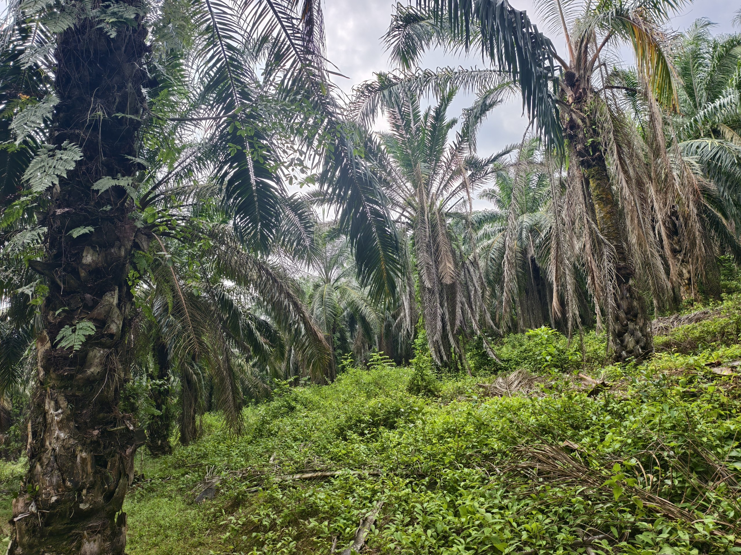 Tanah 2.06 Ekar, Kuala Pilah - gambar 6
