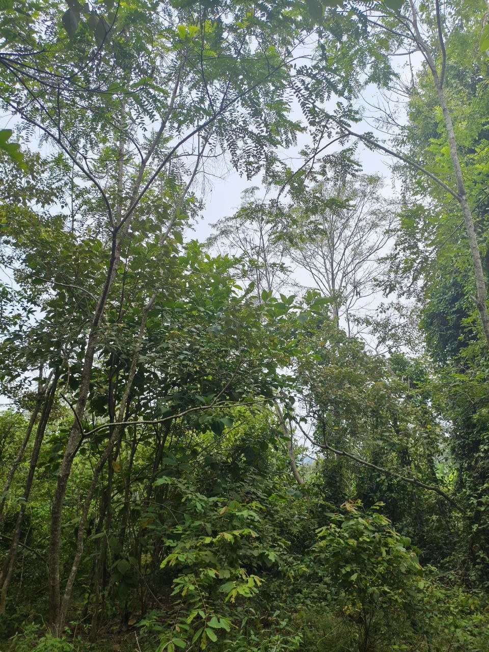 Tanah 2.72 Ekar, Rantau - gambar 2