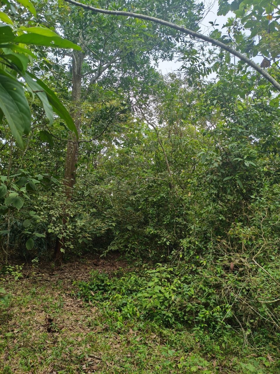 Tanah 2.72 Ekar, Rantau - gambar 3