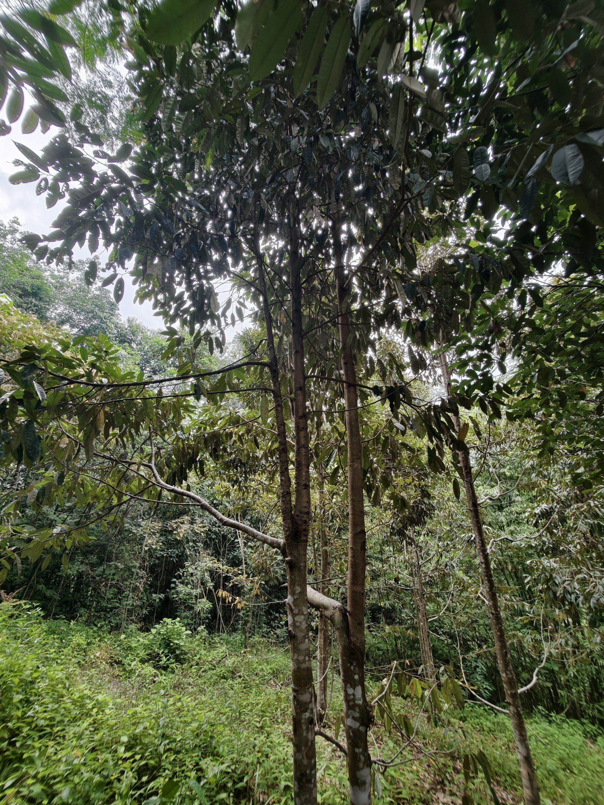 Tanah 4.25 Ekar, Ulu Yam - gambar 1
