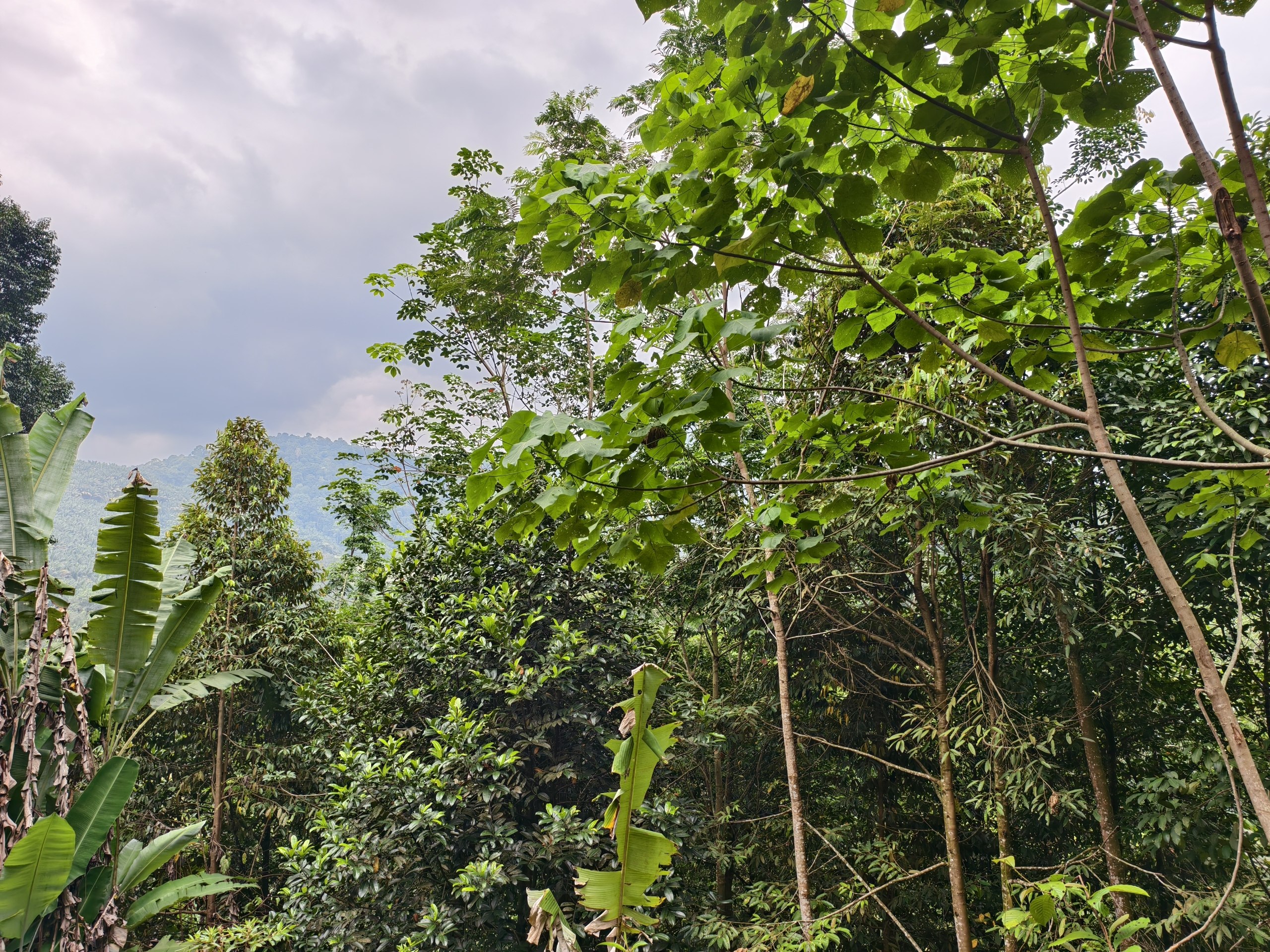 Tanah 4.25 Ekar, Ulu Yam - gambar 3