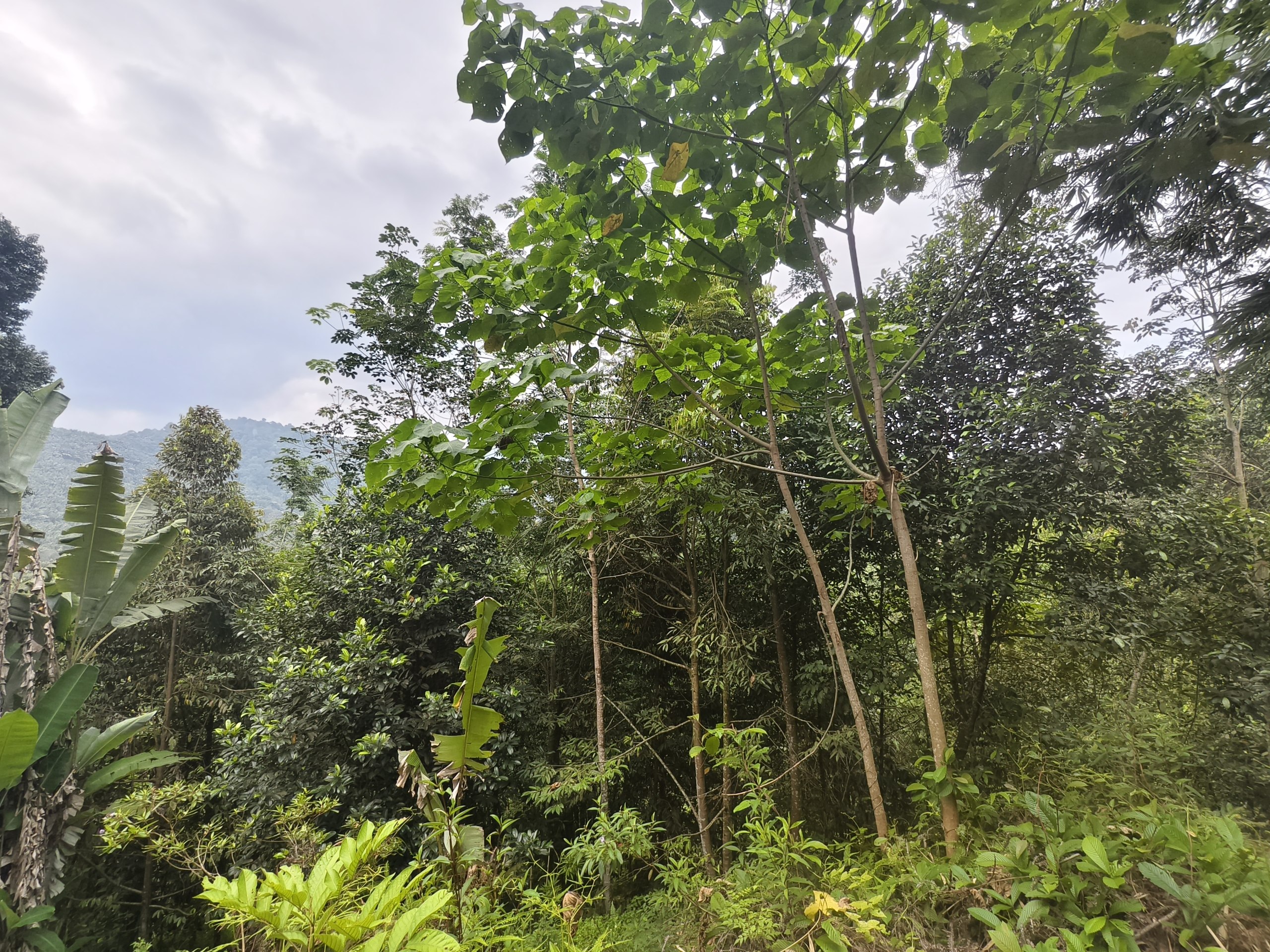 Tanah 4.25 Ekar, Ulu Yam - gambar 5