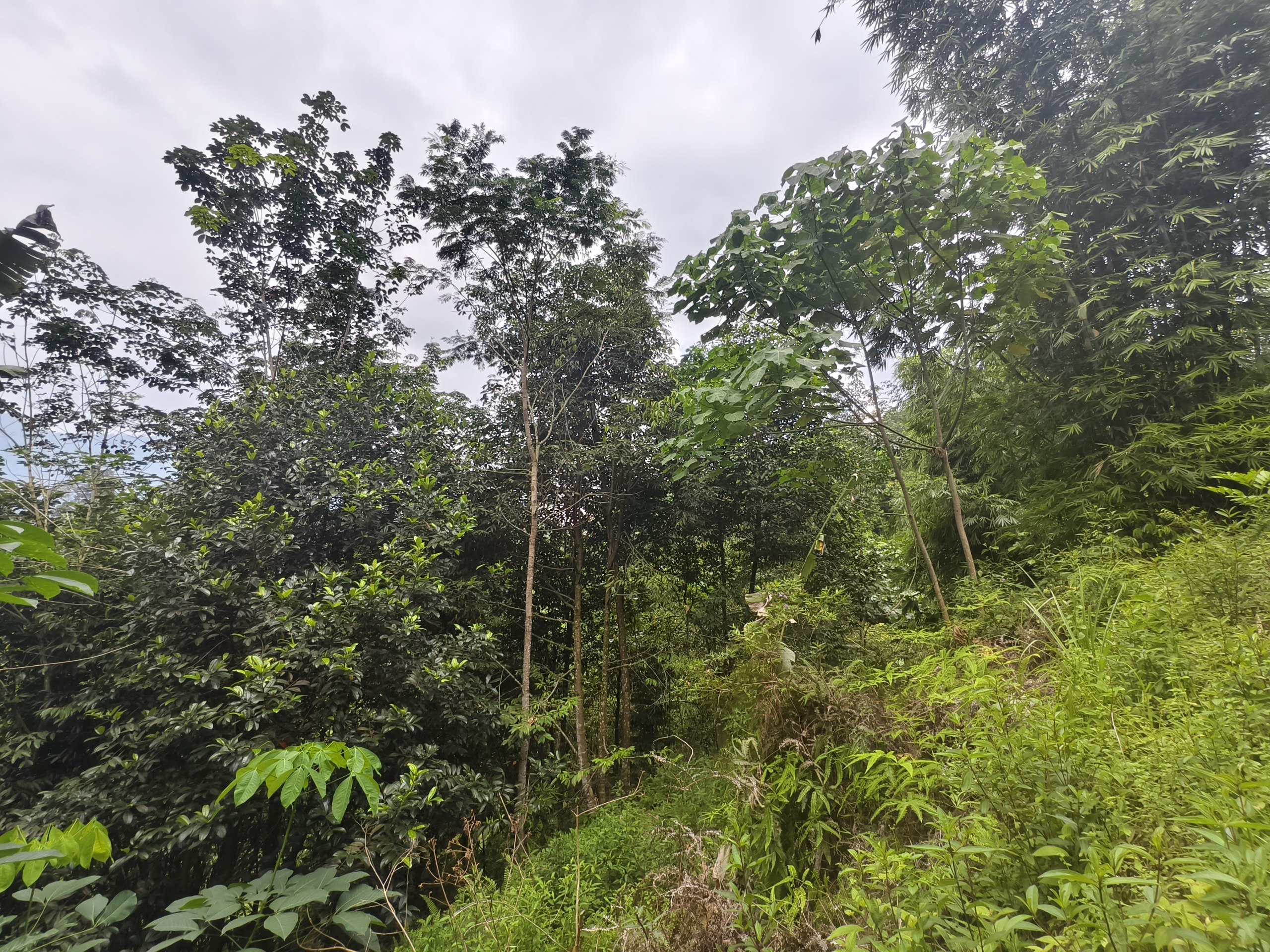 Tanah 4.25 Ekar, Ulu Yam - gambar 6